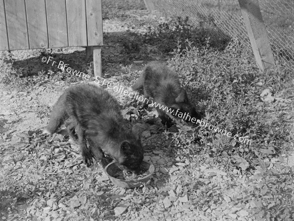 MR O'CDRISCOLL'S SILVER FOX FARM